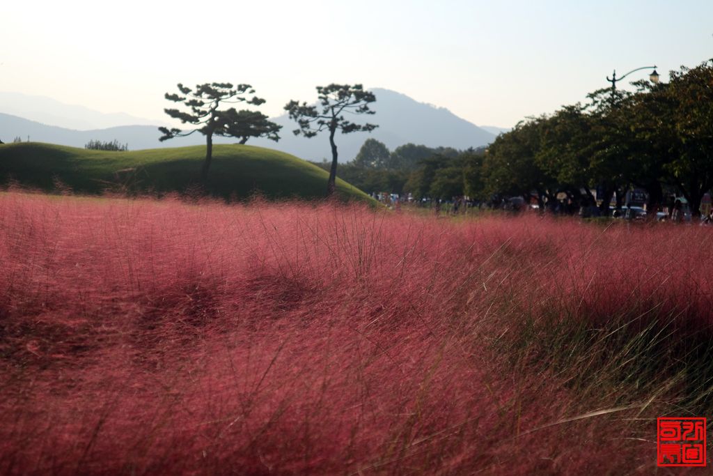 경주핑크뮬리